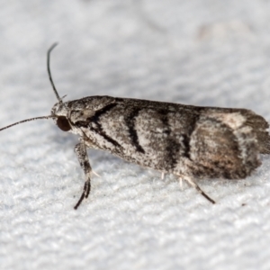 Lichenaula onychodes at Melba, ACT - 12 Jan 2021