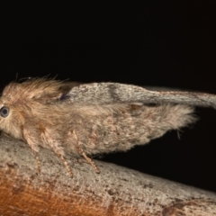 Lepidoptera unclassified ADULT moth (Unidentified - Moth) at Melba, ACT - 13 Jan 2021 by Bron