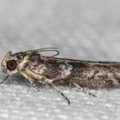 Phycitinae (subfamily) (A snout moth) at Melba, ACT - 14 Jan 2021 by Bron