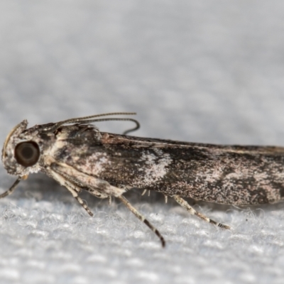 Phycitinae (subfamily) (A snout moth) at Melba, ACT - 14 Jan 2021 by Bron