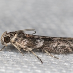 Phycitinae (subfamily) (A snout moth) at Melba, ACT - 13 Jan 2021 by Bron