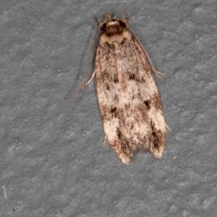 Barea (genus) (A concealer moth) at Melba, ACT - 14 Jan 2021 by Bron