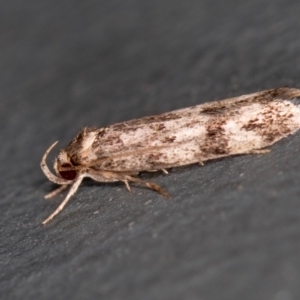 Barea (genus) at Melba, ACT - 14 Jan 2021 12:44 AM