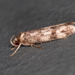 Barea (genus) at Melba, ACT - 14 Jan 2021