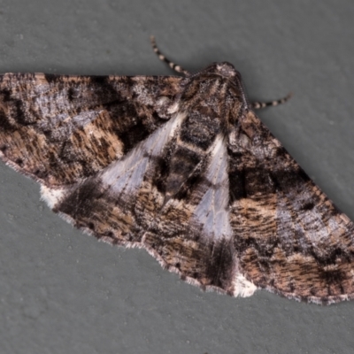 Gastrinodes argoplaca (Cryptic Bark Moth) at Melba, ACT - 14 Jan 2021 by Bron