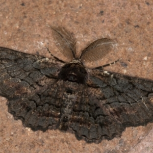 Pholodes sinistraria at Melba, ACT - 14 Jan 2021