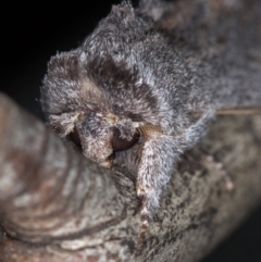 Destolmia lineata (Streaked Notodontid Moth) at Melba, ACT - 14 Jan 2021 by Bron