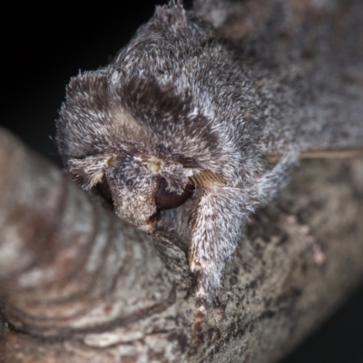 Destolmia lineata (Streaked Notodontid Moth) at Melba, ACT - 14 Jan 2021 by Bron