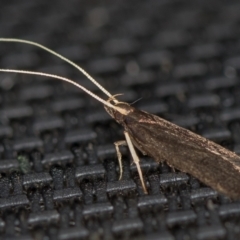 Lecithocera terrigena (Lecithocera terrigena) at Melba, ACT - 13 Jan 2021 by Bron