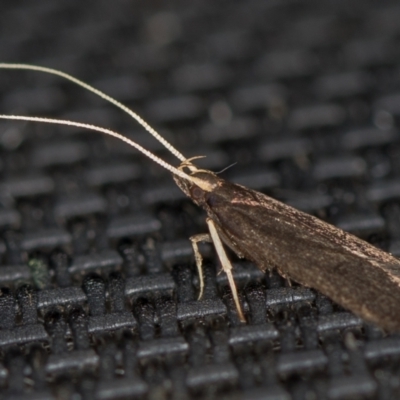 Lecithocera terrigena (Lecithocera terrigena) at Melba, ACT - 13 Jan 2021 by Bron