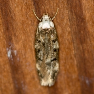 Endrosis sarcitrella at Melba, ACT - 14 Jan 2021 10:37 AM