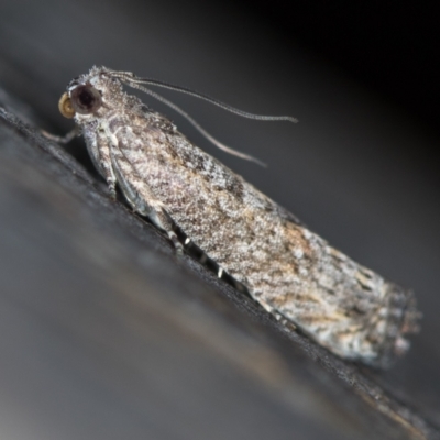 Holocola triangulana (A Tortricid Moth) at Melba, ACT - 14 Jan 2021 by Bron