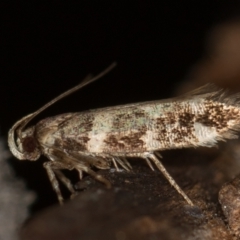 Macrobathra baliomitra (A Gelechioid moth) at Melba, ACT - 14 Jan 2021 by Bron