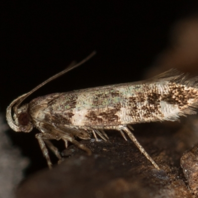 Macrobathra baliomitra (A Gelechioid moth) at Melba, ACT - 14 Jan 2021 by Bron