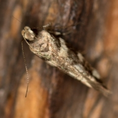 Macrobathra baliomitra at Melba, ACT - 14 Jan 2021 10:40 AM