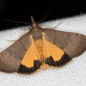 Uresiphita ornithopteralis at Melba, ACT - 14 Jan 2021 10:49 AM