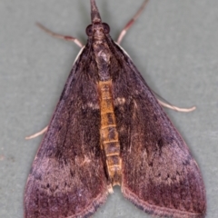 Uresiphita ornithopteralis (Tree Lucerne Moth) at Melba, ACT - 13 Jan 2021 by Bron