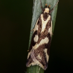 Epithymema incomposita (Chezela group) at Lake Ginninderra - 20 Mar 2012 by Bron