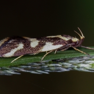 Epithymema incomposita at Belconnen, ACT - 21 Mar 2012