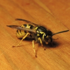 Vespula germanica (European wasp) at Conder, ACT - 24 Apr 2021 by michaelb