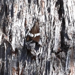 Nyctemera amicus at O'Connor, ACT - 24 Apr 2021 01:08 PM