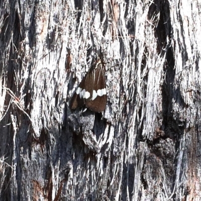 Nyctemera amicus (Senecio Moth, Magpie Moth, Cineraria Moth) at O'Connor, ACT - 24 Apr 2021 by ConBoekel