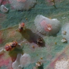 Cardiaspina albitextura (White Lace Lerp) at Dryandra St Woodland - 24 Apr 2021 by ConBoekel