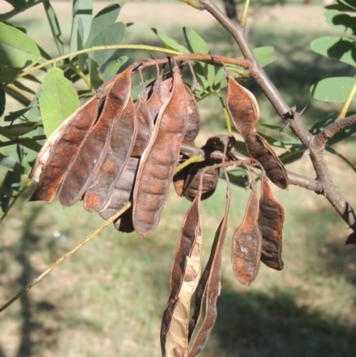 Robinia pseudoacacia (Black Locust) at Isabella Plains, ACT - 4 Mar 2021 by MichaelBedingfield
