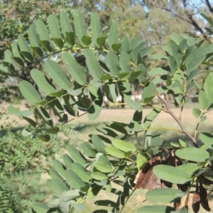 Robinia pseudoacacia at Isabella Plains, ACT - 4 Mar 2021 06:29 PM