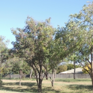 Robinia pseudoacacia at Isabella Plains, ACT - 4 Mar 2021 06:29 PM