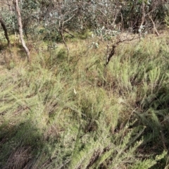 Chrysocephalum semipapposum (Clustered Everlasting) at Watson, ACT - 25 Apr 2021 by waltraud