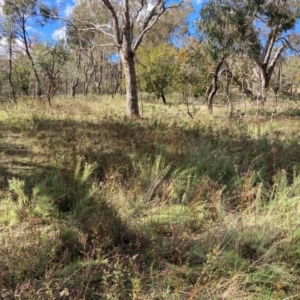 Hypericum perforatum at Watson, ACT - 25 Apr 2021