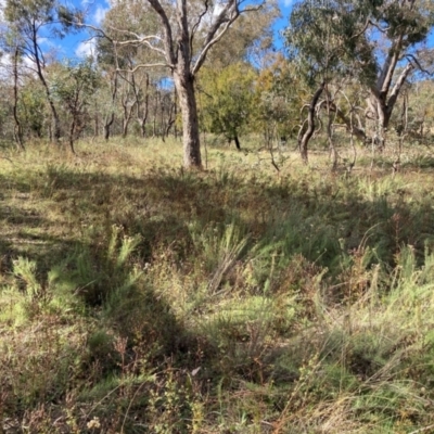 Hypericum perforatum (St John's Wort) at Mount Majura - 25 Apr 2021 by waltraud