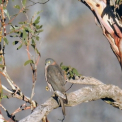 Accipiter fasciatus at Rendezvous Creek, ACT - 25 Apr 2021