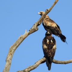 Aquila audax (Wedge-tailed Eagle) at Booth, ACT - 24 Apr 2021 by HelenCross