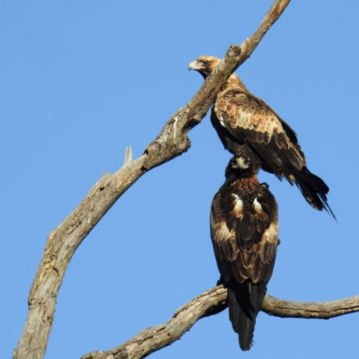 Aquila audax (Wedge-tailed Eagle) at Booth, ACT - 25 Apr 2021 by HelenCross