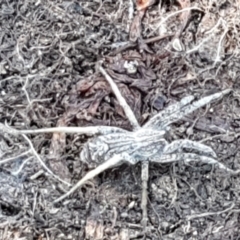 Argoctenus sp. (genus) (Wandering ghost spider) at Holt, ACT - 25 Apr 2021 by trevorpreston