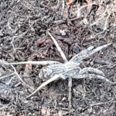 Argoctenus sp. (genus) (Wandering ghost spider) at Holt, ACT - 25 Apr 2021 by tpreston