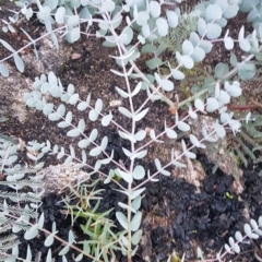 Eucalyptus rubida subsp. rubida (Candlebark) at Namadgi National Park - 23 Apr 2021 by jeremyahagan