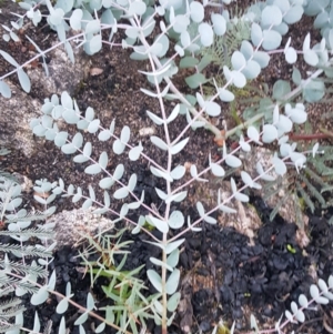 Eucalyptus rubida subsp. rubida at Rendezvous Creek, ACT - 24 Apr 2021