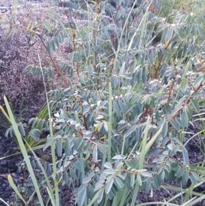 Indigofera australis subsp. australis at Rendezvous Creek, ACT - 24 Apr 2021