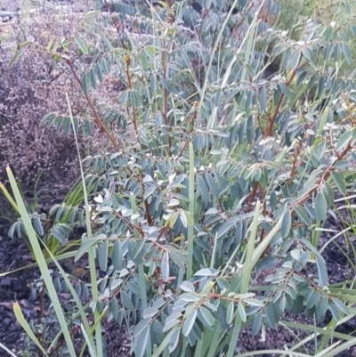 Indigofera australis subsp. australis (Australian Indigo) at Rendezvous Creek, ACT - 23 Apr 2021 by jeremyahagan