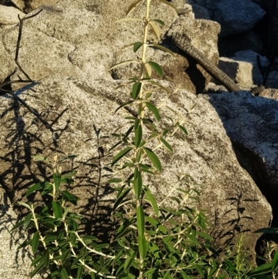 Olearia megalophylla (Large-leaf Daisy-bush) at Rendezvous Creek, ACT - 24 Apr 2021 by jeremyahagan