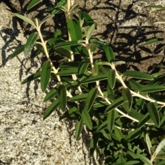 Olearia megalophylla at Rendezvous Creek, ACT - 24 Apr 2021 07:20 AM