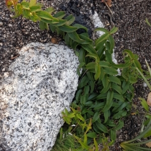 Veronica derwentiana at Rendezvous Creek, ACT - 24 Apr 2021