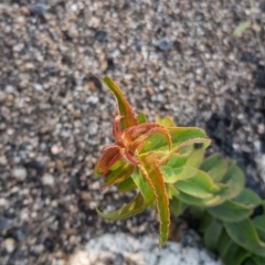 Veronica derwentiana at Rendezvous Creek, ACT - 24 Apr 2021