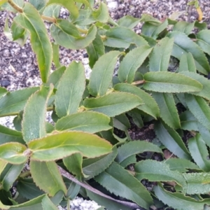 Veronica derwentiana at Rendezvous Creek, ACT - 24 Apr 2021