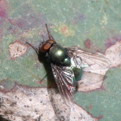Lucilia sp. (genus) (A blowfly) at Dryandra St Woodland - 24 Apr 2021 by ConBoekel