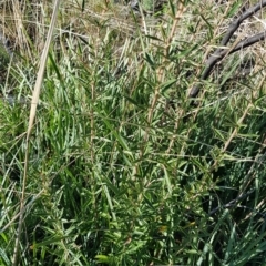 Olearia erubescens (Silky Daisybush) at Rendezvous Creek, ACT - 24 Apr 2021 by jeremyahagan