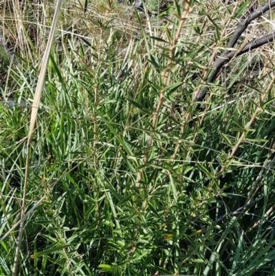 Olearia erubescens (Silky Daisybush) at Rendezvous Creek, ACT - 23 Apr 2021 by jeremyahagan